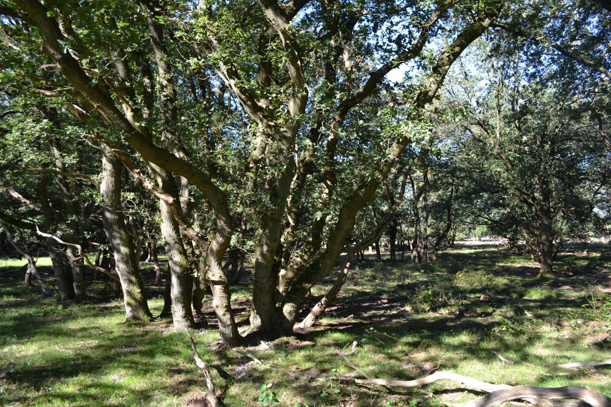 Villa De Specht Anloo Esterno foto